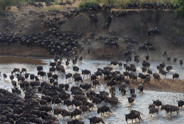Serengeti Wildebeest Migration