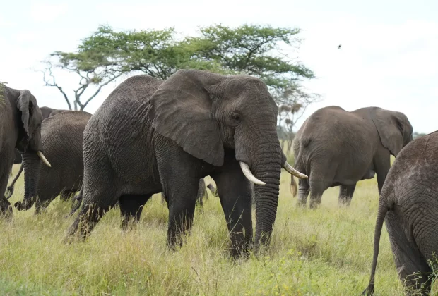 Tarangire national park1