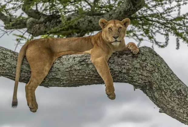 lake manyara