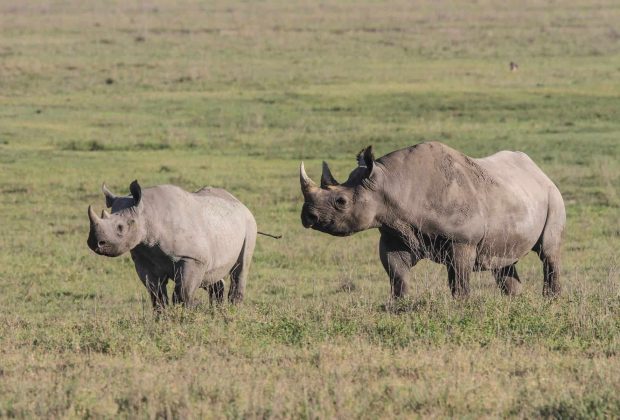 ngorongoro conservation bageshi