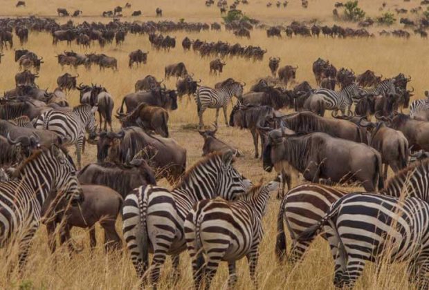 tanzania serengeti migration