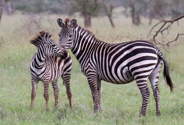 tanzania zebras